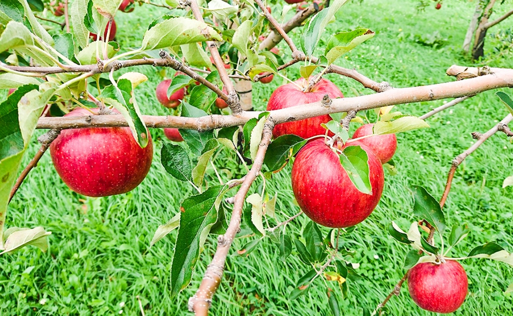 青森県産のりんごを使ったジャムをブレンド